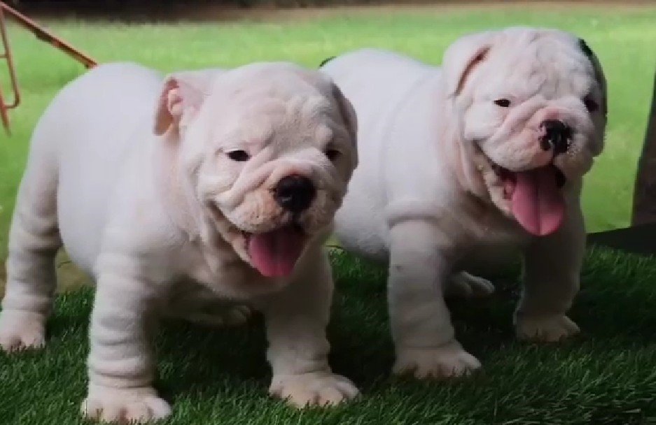 Order Female English Bulldog  Puppy from Bangalore
